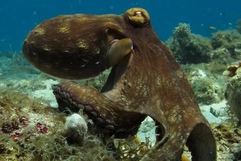 St Thomas: Two-Tank Dive for Certified Divers