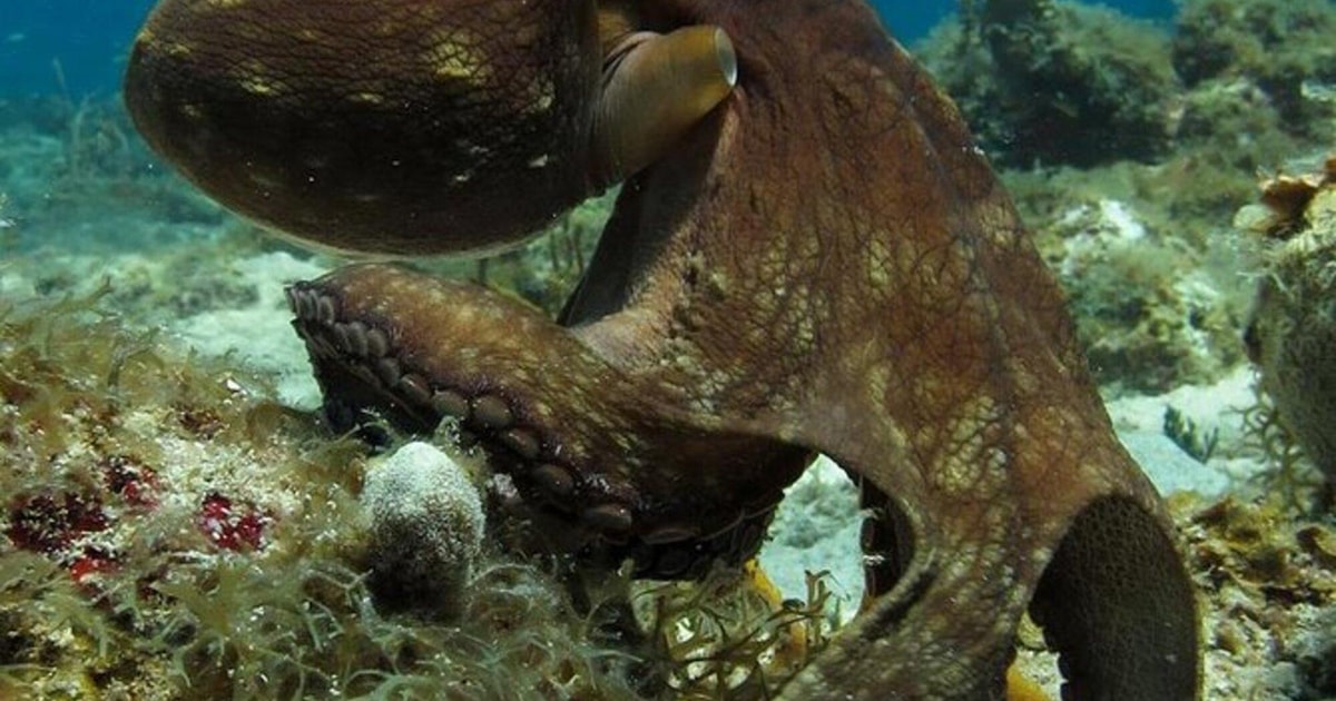 St Thomas Plongée à deux bouteilles pour les plongeurs certifiés