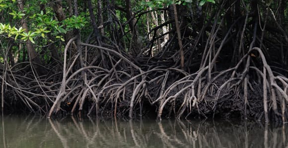 Langkawi Mangrove Group Boat Tour