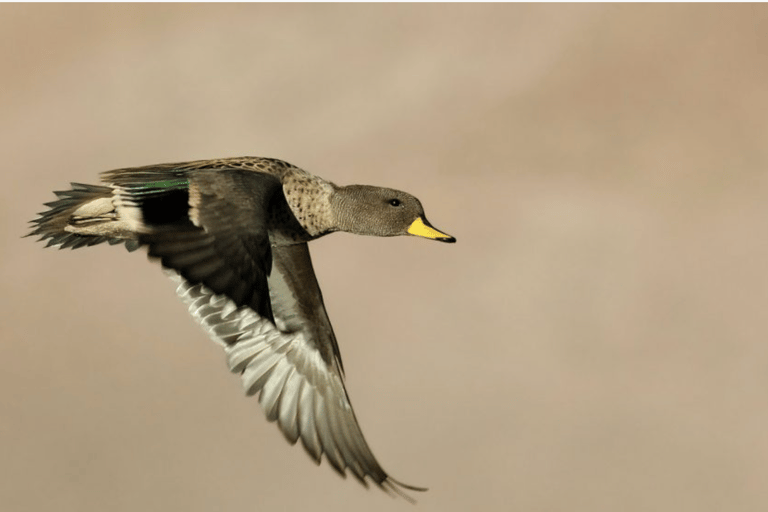 Salta: Birdwatching in La Caldera and the Cornice Route Salta: Birdwatching in La Caldera and the Corniche Route