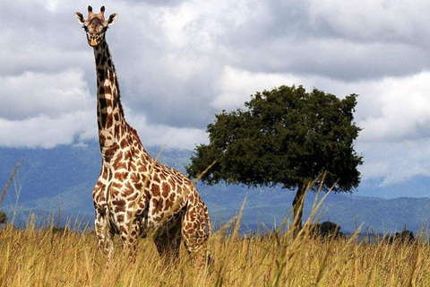 Daressalam: 5-tägige Safari im Süden