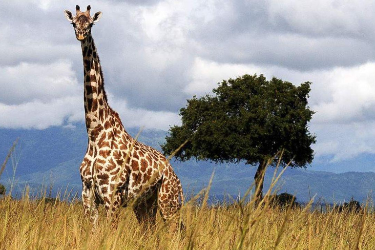 Daressalam: 5-tägige Safari im Süden