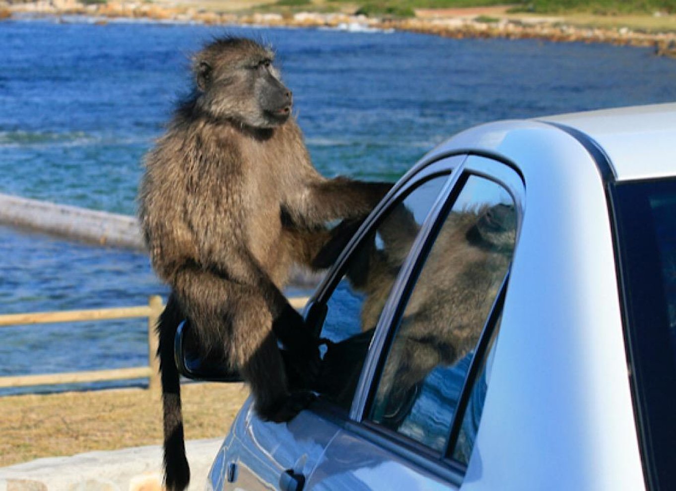 Kapstaden: Halvdagstur til Kap Det Gode Håb og pingvinkolonien