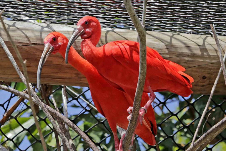 Cartagena National Aviary Private Tour