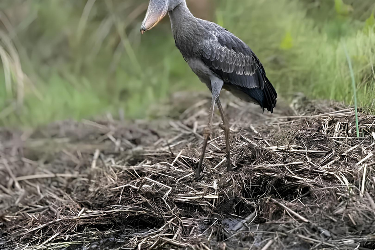 Kampala: Mabamba Wetland Shoebill Stork Tour & Lunch
