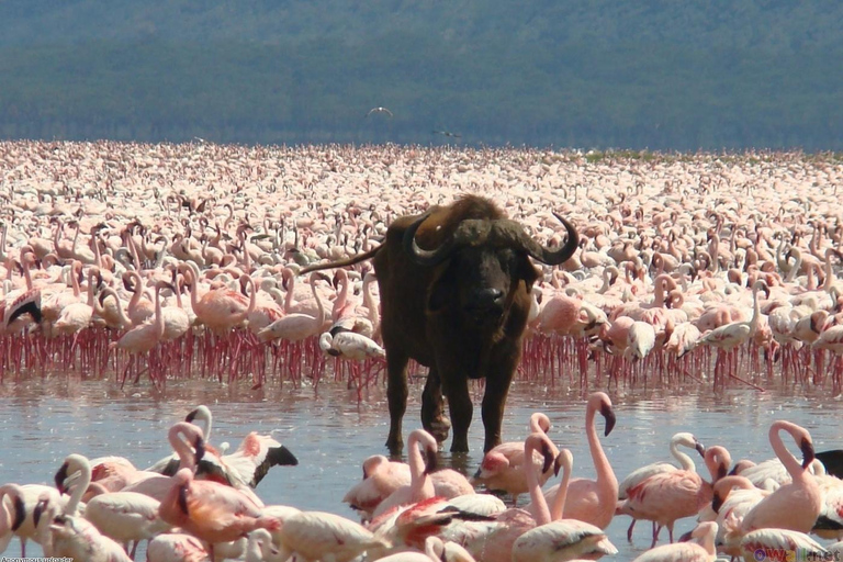 Excursão de 4 dias em jipe 4x4 com o grupo para o Lago Nakuru e Masai Mara