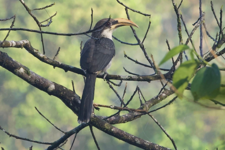 Von Udawalawe: Sinharaja Regenwald Private Tagestour