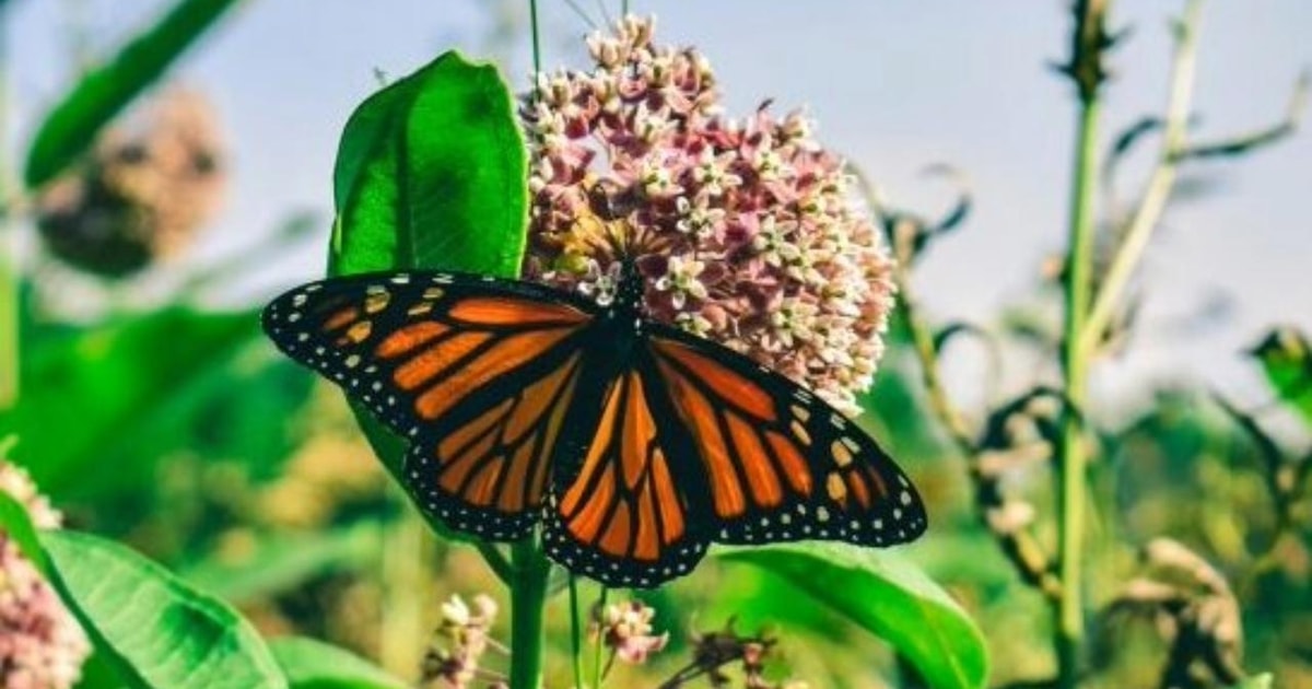 Santuario de la Reserva de la Mariposa Monarca de México y Valle de ...