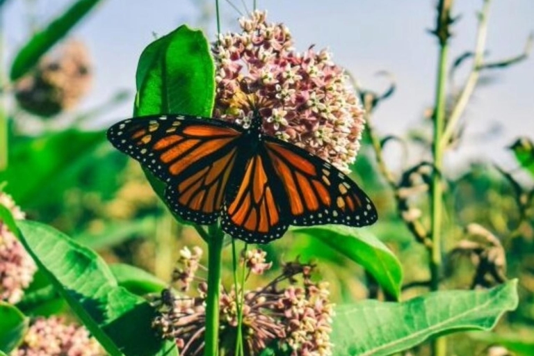 Monarch Butterfly Mexico Reserve Sanctuary & Valle de Bravo
