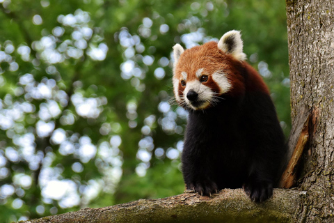 Singapore: Zoo & Night Safari Combos with Hotel Pick & Drop Zoo + Bird Paradise + River Wonders + NightSafari + Transfer