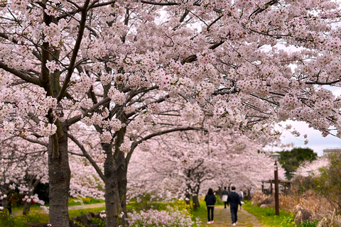 Jeju Trendy Café Tour and When Life Gives You Tangerines