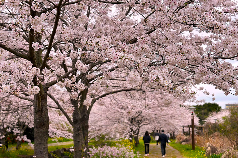 Jeju Trendy Café Tour and When Life Gives You Tangerines