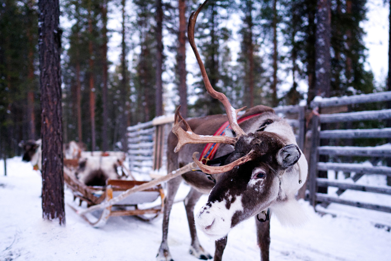Levi: Enchanted 1.5km Forest Reindeer Sleigh Ride