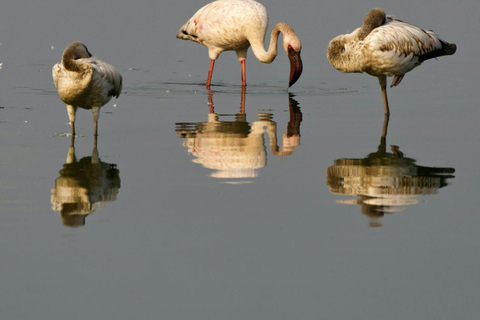 Nairobi: Lake Nakuru National Park and Lake Naivasha Tour