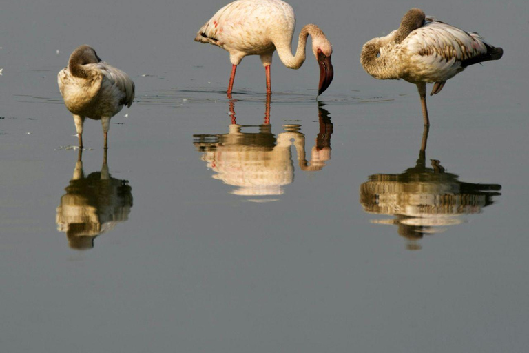 Nairobi: Lake Nakuru National Park and Lake Naivasha Tour