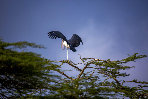 Nairobi: National Park Guided Game Drive Nairobi National Park Private Game Drive