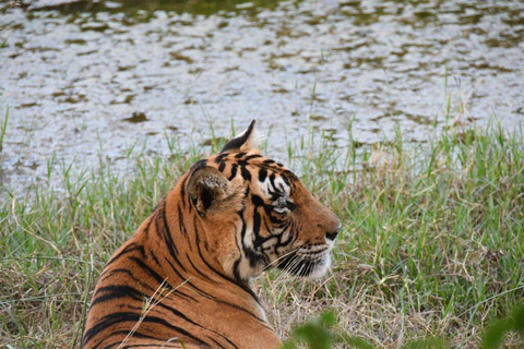 Safari della tigre di Ranthambore con tour della tringa d&#039;oro 7 giorniTour del Tringolo d&#039;Oro con il Parco delle Tigri di Ranthambore - 7 giorni