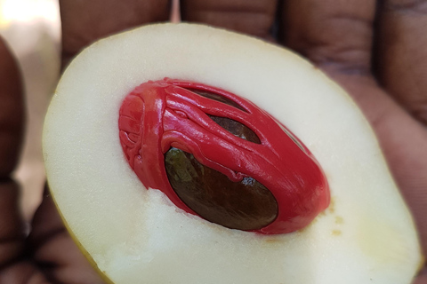 Zanzibar full day Jozani forest + Spice farm and stone town