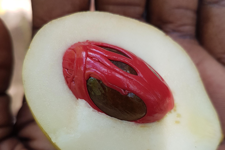 Zanzibar full day Jozani forest + Spice farm and stone town