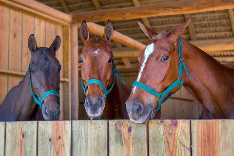 Punta Cana: Horseback Ride and Swim with Hotel Pickup