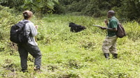 Kampala, Treffen mit Gorillas und Wildlife Experience - Hizvo