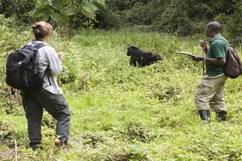 Kampala: Encuentro con Gorilas y Experiencia de Vida Salvaje