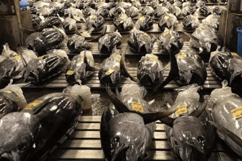 Toyosu Fish Auction and Tsukiji Market with Sushi Tasting