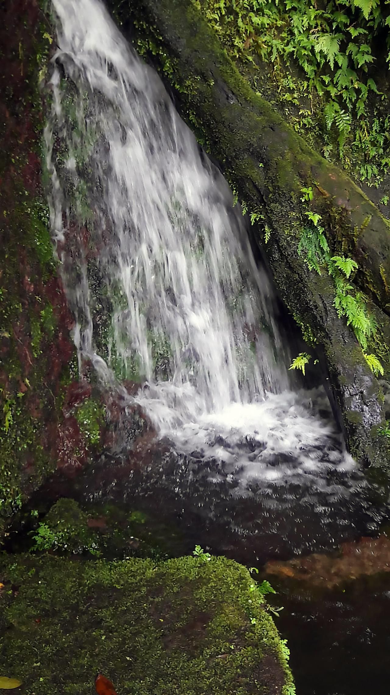 Basseterre Regenwald-Wanderung