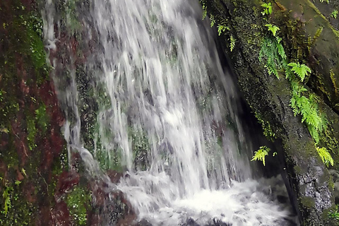 Basseterre Rainforest Hike Basseterre Rainforest Hike Private Tour