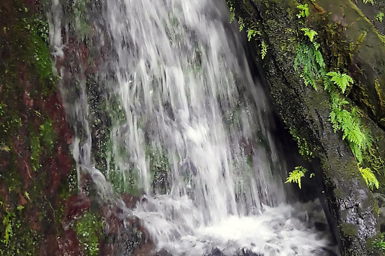 Basseterre Rainforest Hike Basseterre Rainforest Hike Private Tour