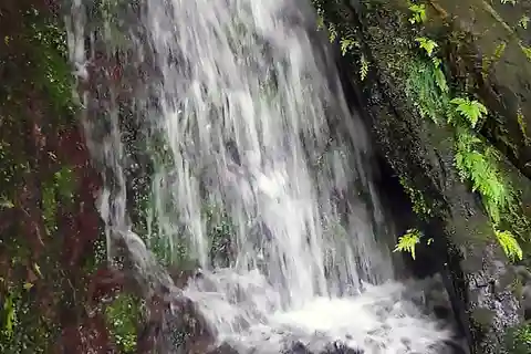 Basseterre Rainforest Hike