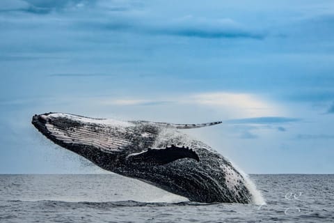 Tahiti: Rencontre et baignade avec les baleines