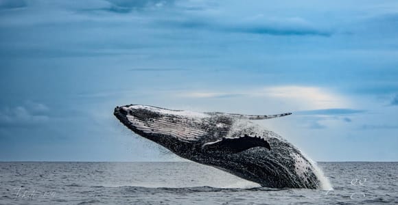 Tahiti: Meet and Swim with Whales