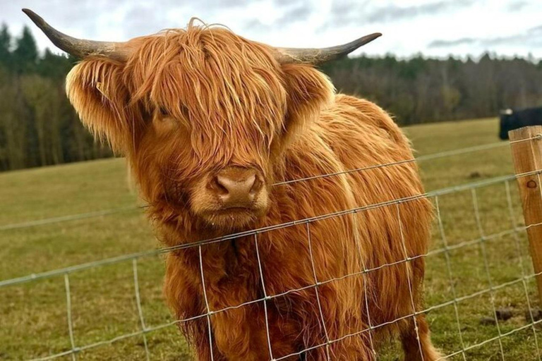 Mucche delle Highlands, Walk Alpacas e Centro della fauna selvatica scozzese