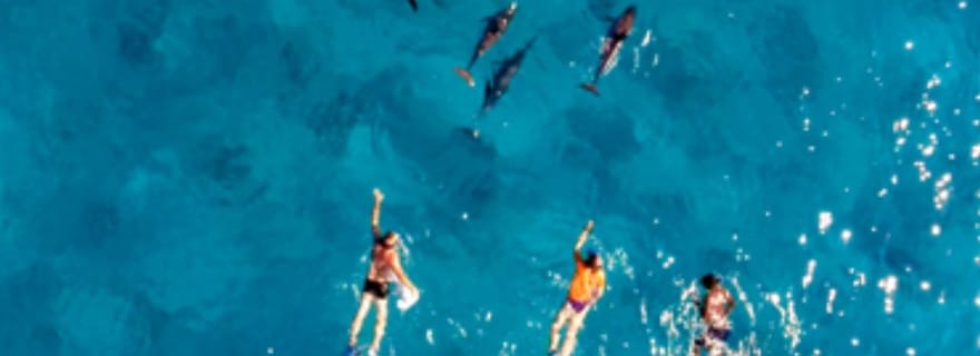 Nage avec les dauphins sur la côte ouest pour les amoureux de la nature