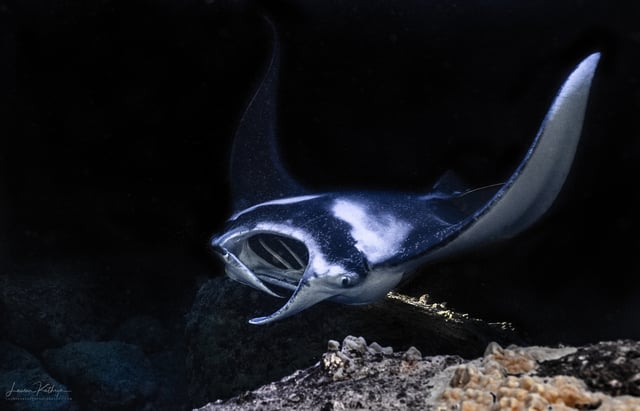 Capitán Cook Excursión Nocturna en Barco con Guía para Bucear con Manta Rayas