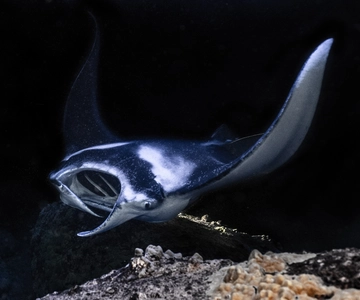 Kailua Kona: Manta Ray Night Snorkel Tour with Guide