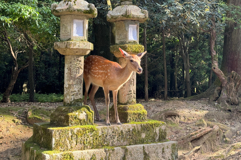 Nara: tour guidato a piedi con il Grande Buddha e i cervi(5h)