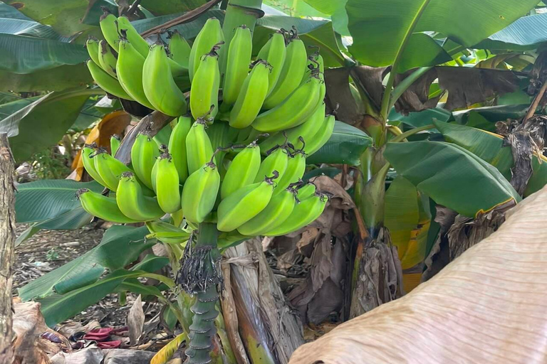 Puerto Plata: Coffee Plantation and Cacao Farm Tour