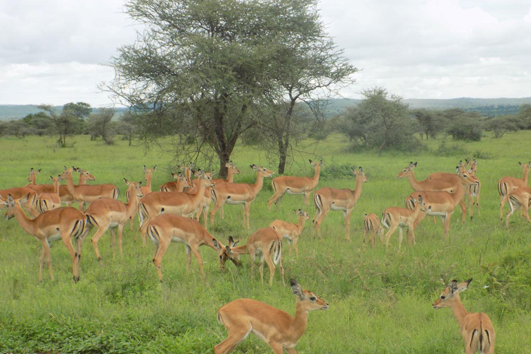 Arusha: Safari de dia inteiro no Parque Nacional do Lago Manyara