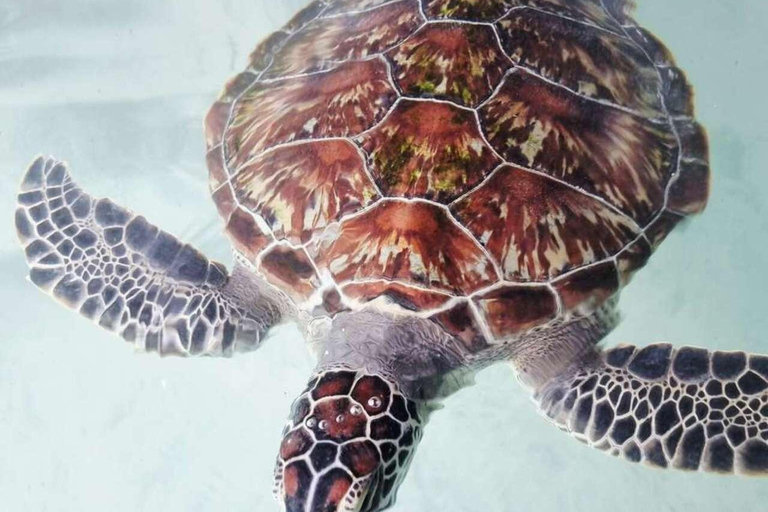 Zanzibar: Salaam Cave Turtle Swim & Dine The rock restaurant Excursions with transfer