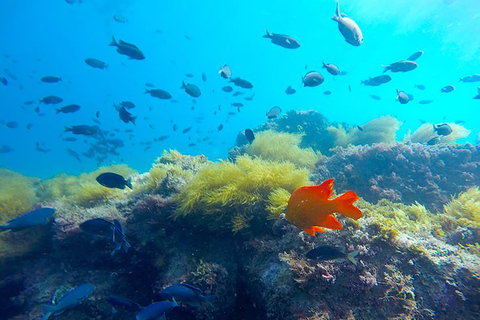 La Jolla: Full-Day Snorkel Gear Rental with Wetsuit Option