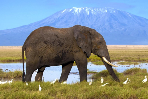 Safari di 4 giorni nel Maasai Mara e sul Lago Nakuru a bordo di una jeep 4x4