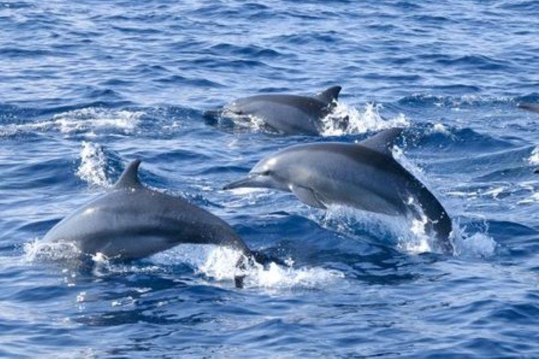 Mirissa Whale Watching, Turtle Snorkeling &Coconut Hill Tour Private Tour from Colombo, Negombo or Mount Lavinia