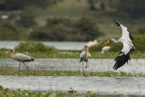 Nairobi Tagesausflug zum Crescent Island Game Park - Lake Naivasha
