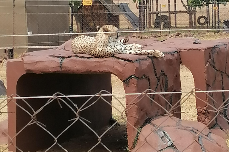 TOUR DE MEDIO DÍA POR EL PARQUE DE LOS LEONES Y SAFAFI