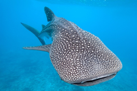 Mascate - Vive una inolvidable aventura de buceo con 2 tanques