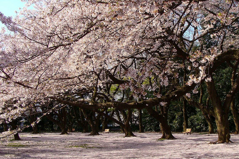Tokyo: Shinjuku Gyoen Cherry Blossom Stroll (Entry Included)