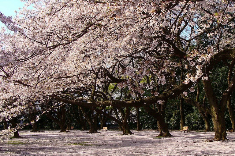 Tokyo: Shinjuku Gyoen Cherry Blossom Stroll (Entry Included)