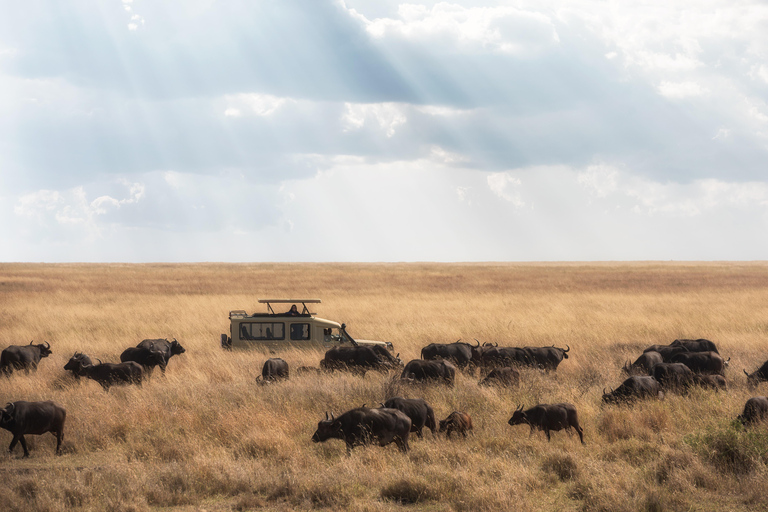 4Dag Serengeti Migration MidRange Safari (Norra Serengeti)